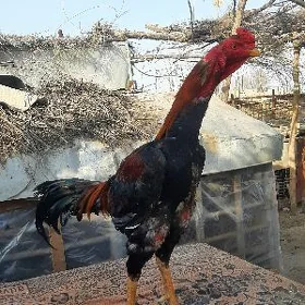 horaz