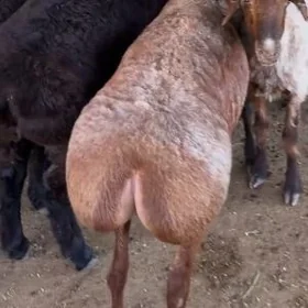 xallal mallar