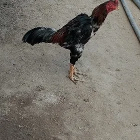 Horaz