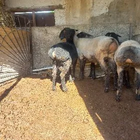 Işşekler