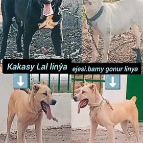 alaway