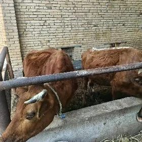 saglyk sygyr