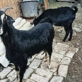 erkeç