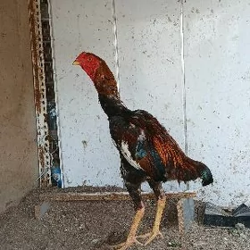 horaz