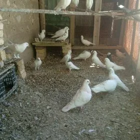 kepderi