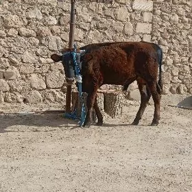 öküz