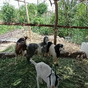 geçi serkeler