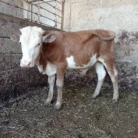 öküz