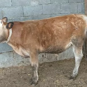Öküz