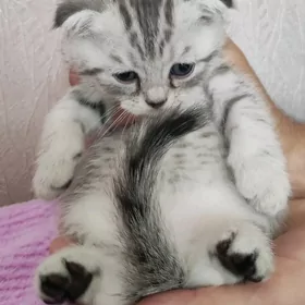 котята вислоухие,шиншилы