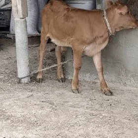 İKİ SANY ŞWES ÖKÜZ