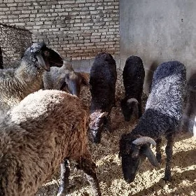 Garaköl işşek