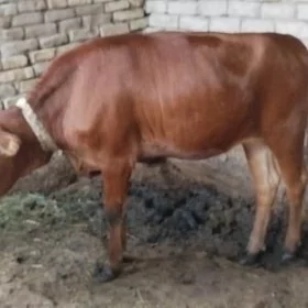 gulajyn mallar