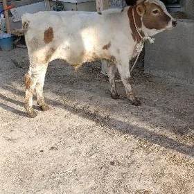 SİMENTAL ÖKÜZ