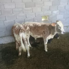 okuzce 2sany