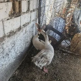 Gus