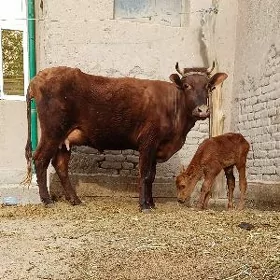 PARODA GÖLELI SYGYR