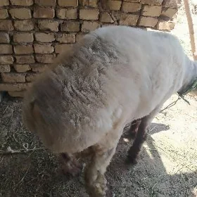 GUZLAR