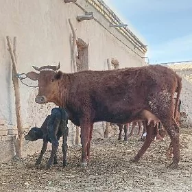 SIPRIS GÖLELI GÖLELI SYGYR