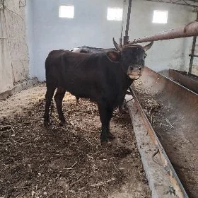 2 ÿaşar öküzler