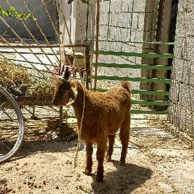 çewis