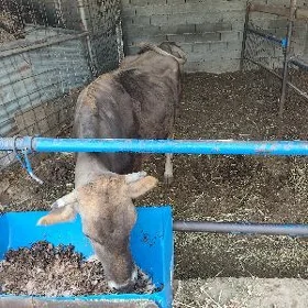 Sygyr