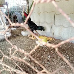 baysow horaz