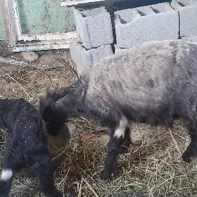 owlakli geci