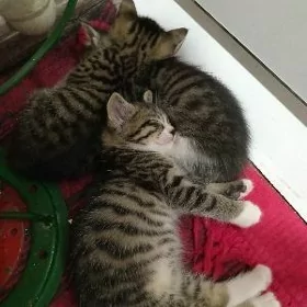 котята отдам в хорошие руки