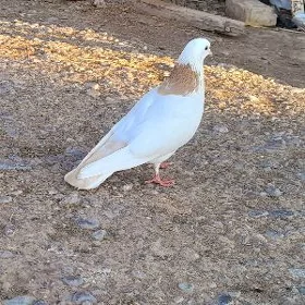Kepderi
