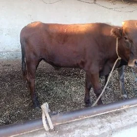 Окузлер