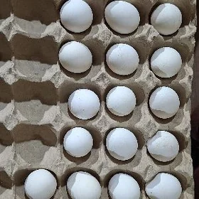 karlık yumurtga