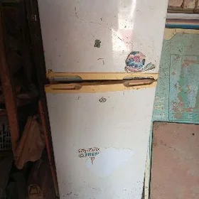 Haladynlik