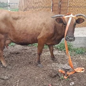 goleli sygyr
