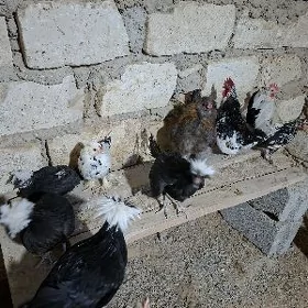 Fison ,karlık