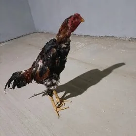 horaz
