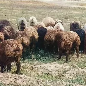 gurot gyşlaky toklulor