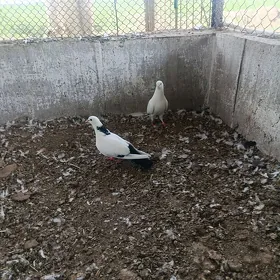 kepderi
