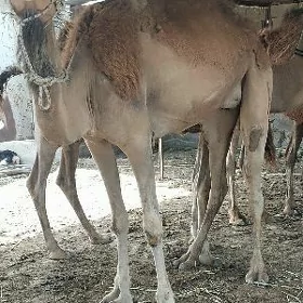kösekli duye