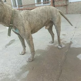 pitbul