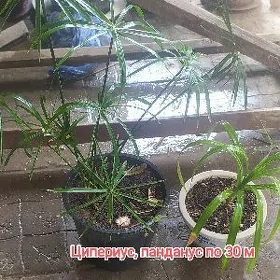 цветы домашние