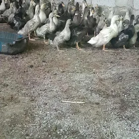 gak gak ördek