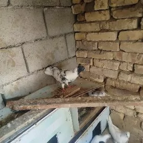kepderi