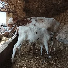 goleli sygyr