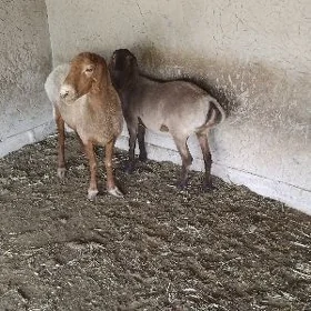 goÿun
