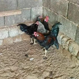 хораз