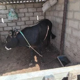 öküz
