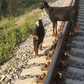 owlakly geçi we bogaz geçi