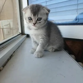 Котята Вислоухие