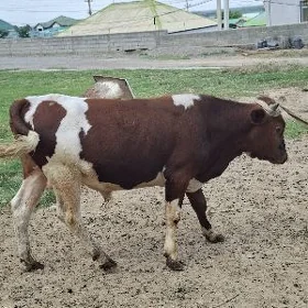 okuzokuz